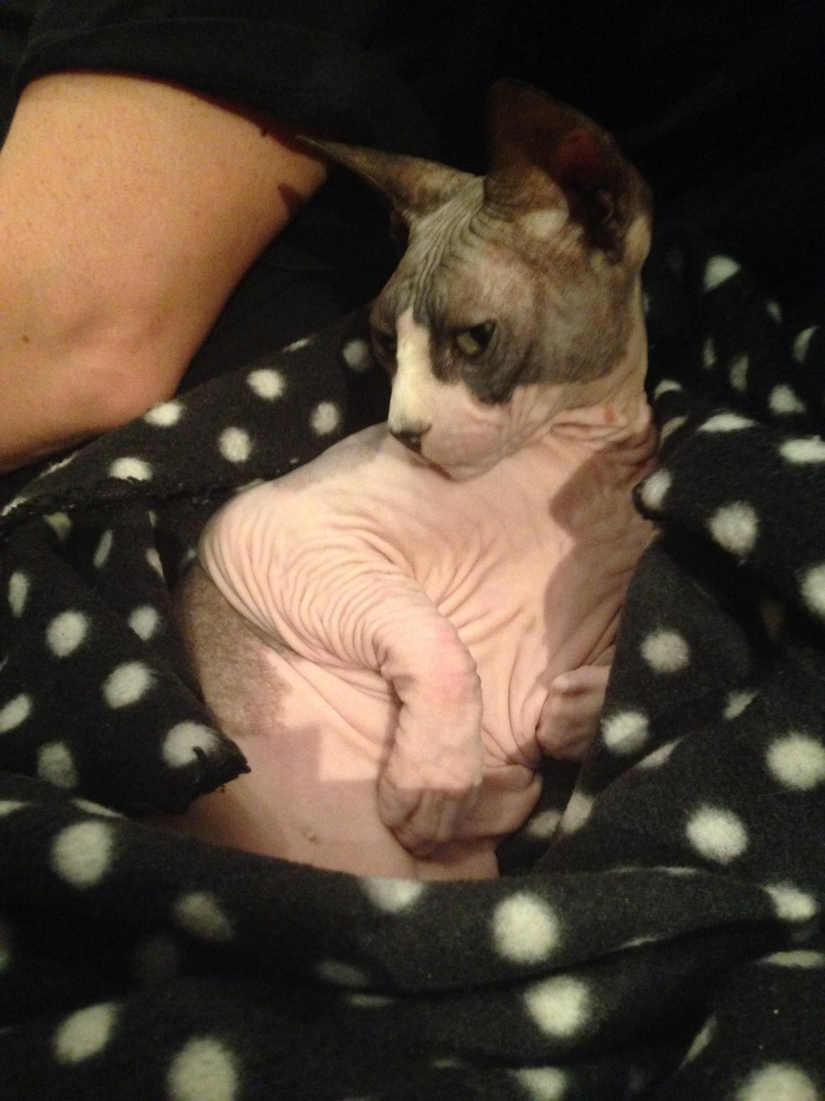 Sphynx Binkie billede 1