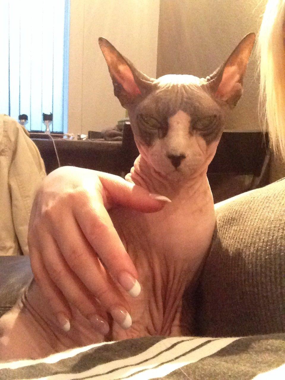 Sphynx Binkie billede 4