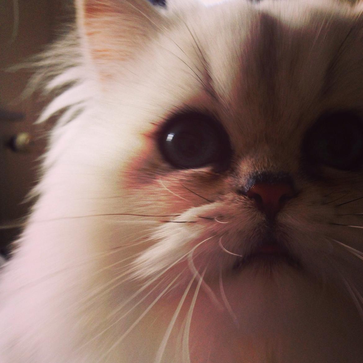 Perser Baron Bright Bently Beauperfield DK billede 22