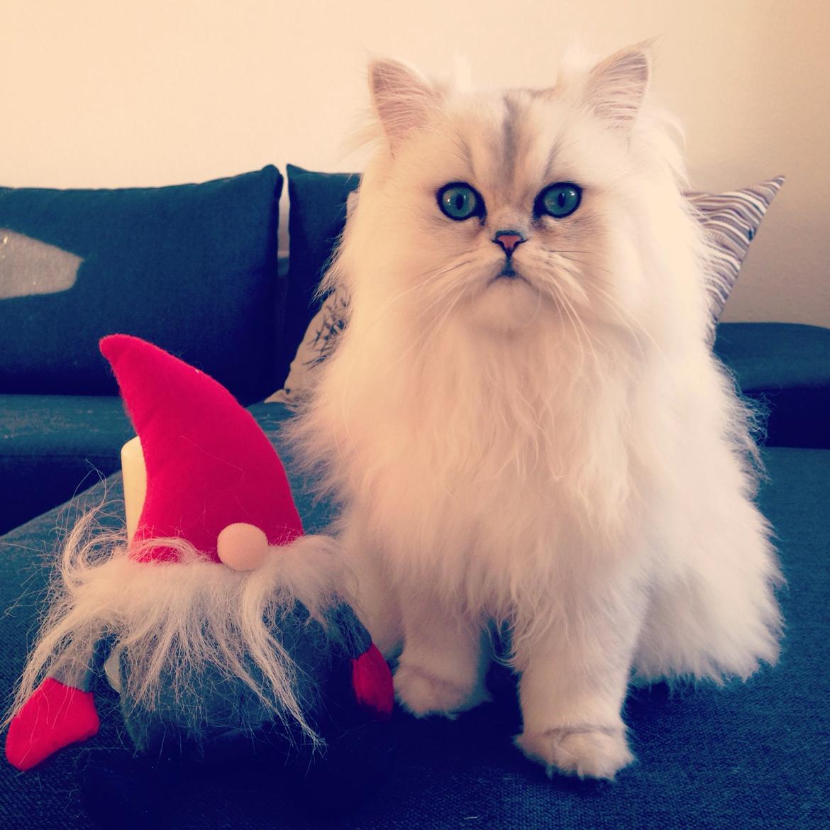 Perser Baron Bright Bently Beauperfield DK billede 23