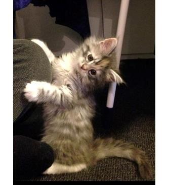 Blanding af racer Chili - Chili hos opdrætter... 8 uger billede 36