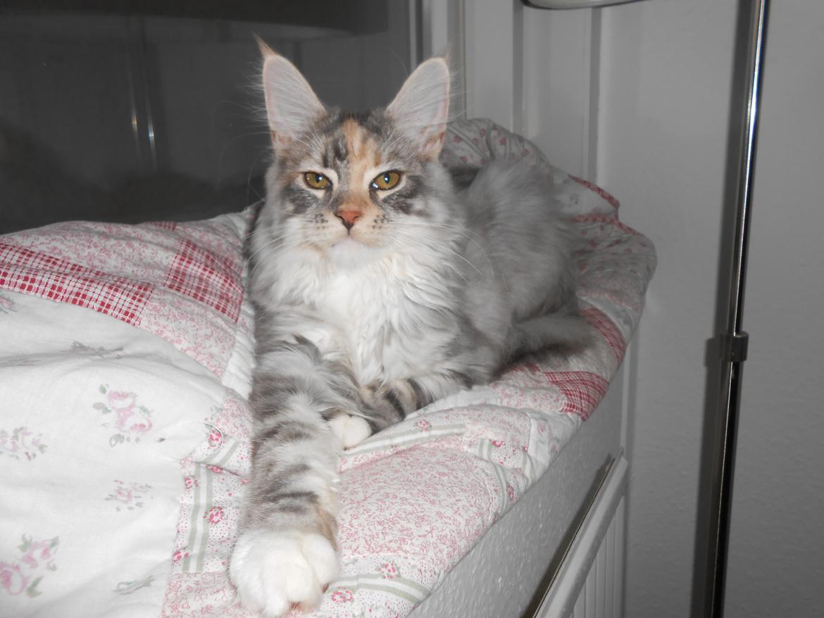 Blanding af racer Chili - <3 ... 16 uger  billede 5