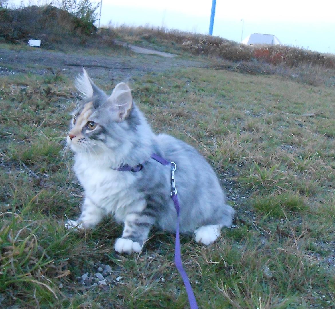 Blanding af racer Chili - Okay, nu har hun sgu sat mig i sele igen... 17 uger billede 15