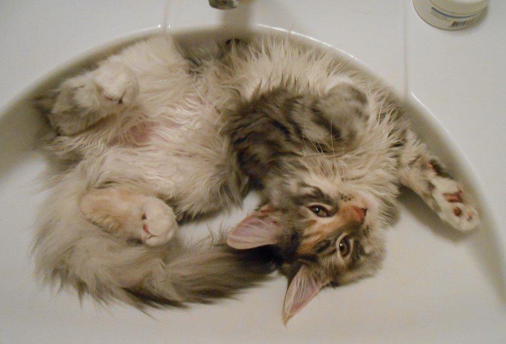 Blanding af racer Chili - Vask 1 ... Chili begynder at overgive sig til at ville kæle ... 17 uger  billede 12