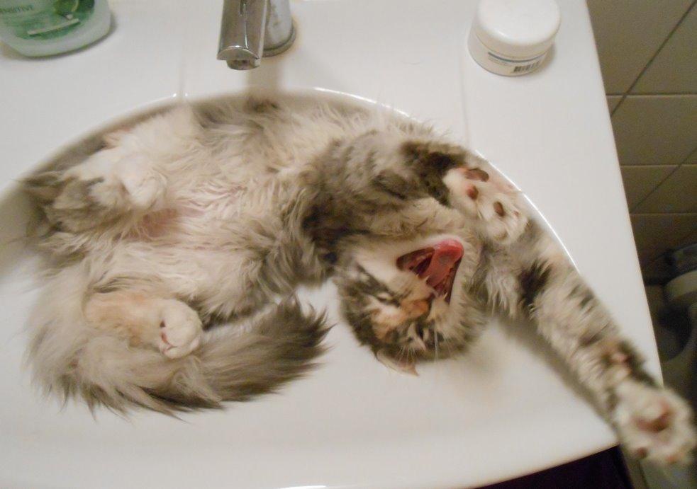 Blanding af racer Chili - Vask 3 ... 17 uger billede 13