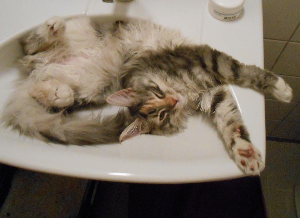 Blanding af racer Chili - Vask 4 ... 17 uger billede 14