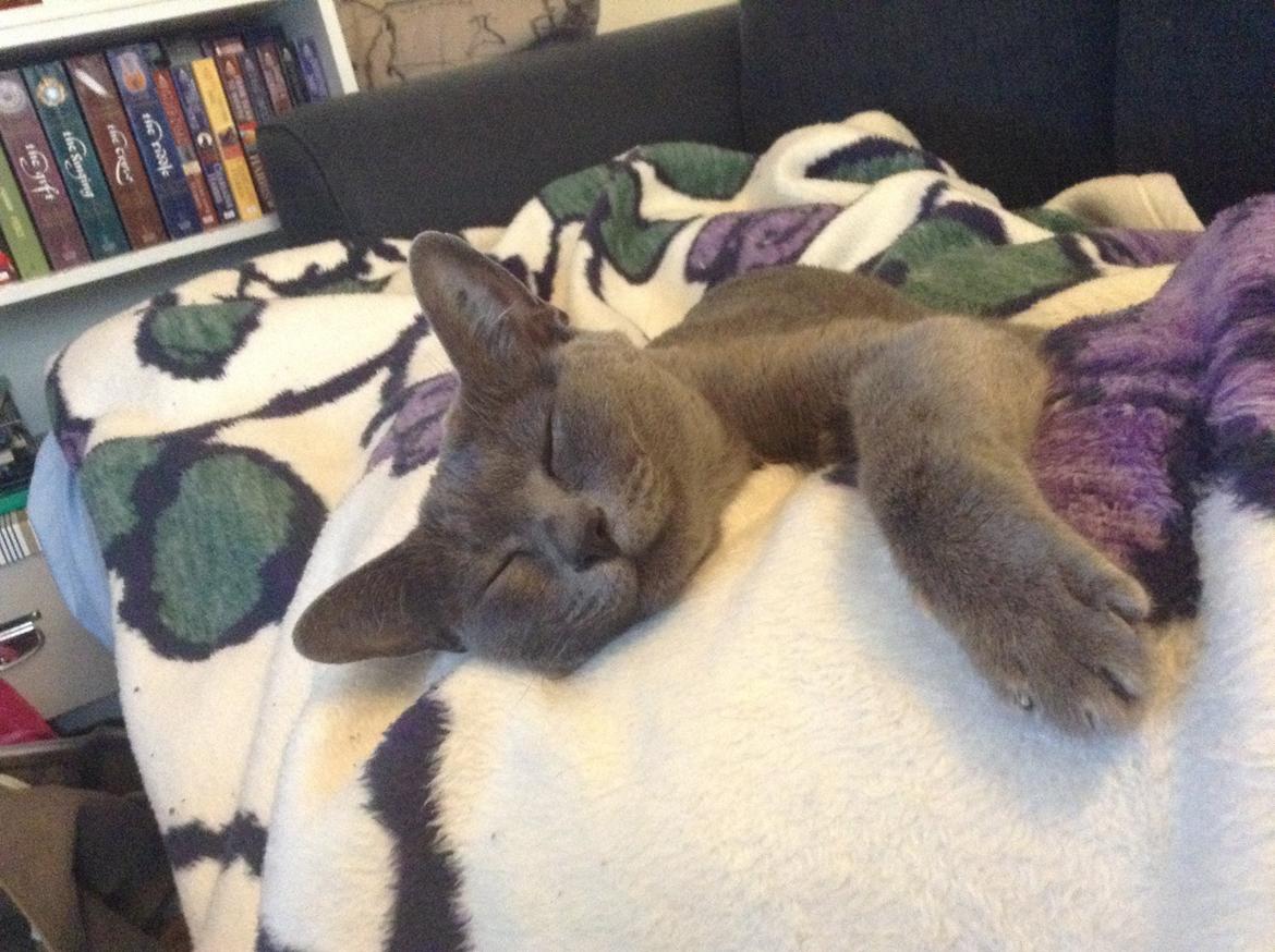 Korat Fanni billede 1