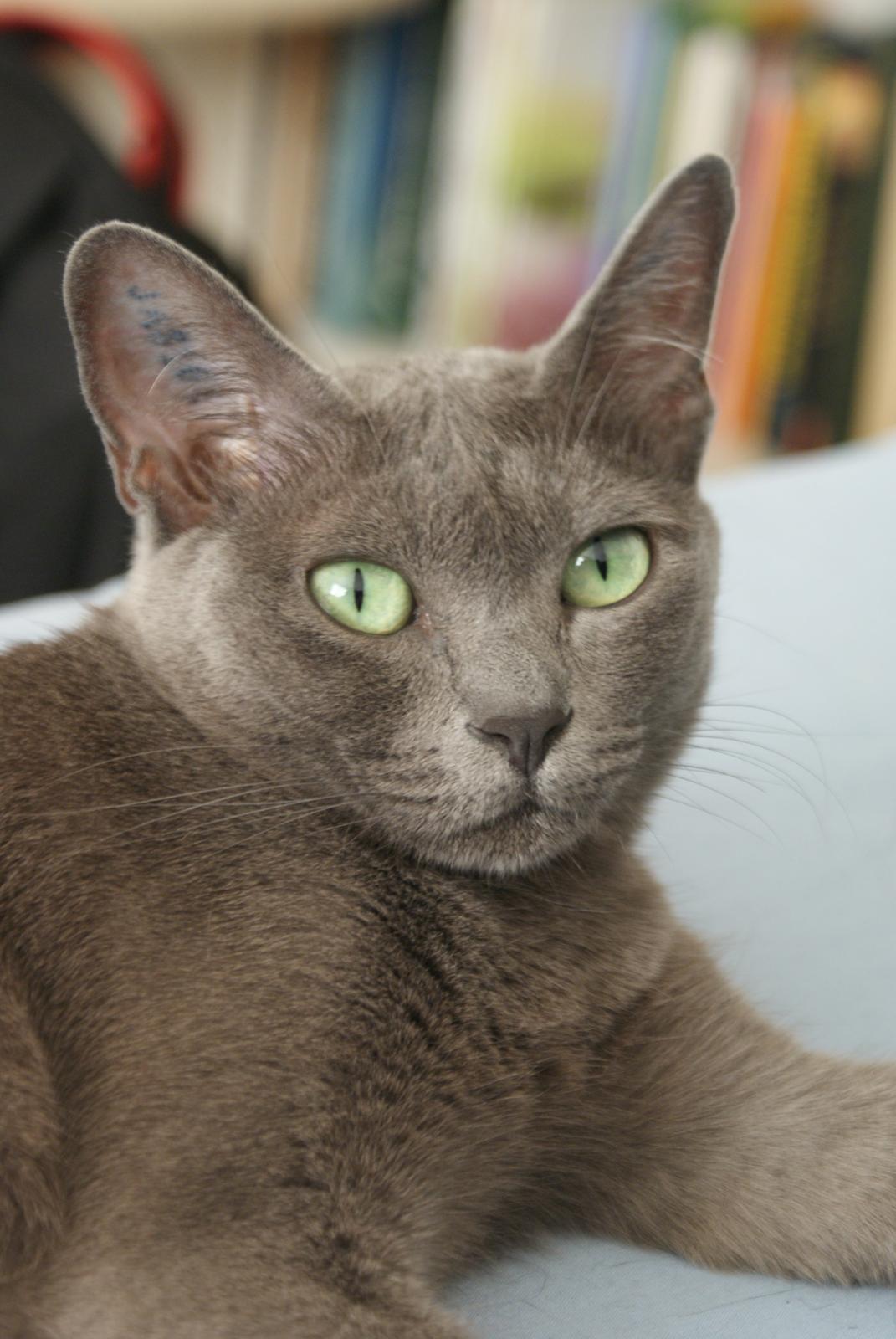 Korat Fanni billede 2