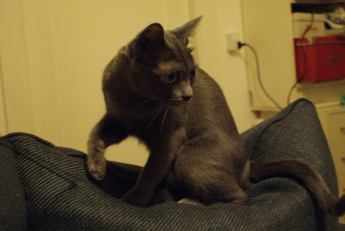 Korat Fanni billede 3
