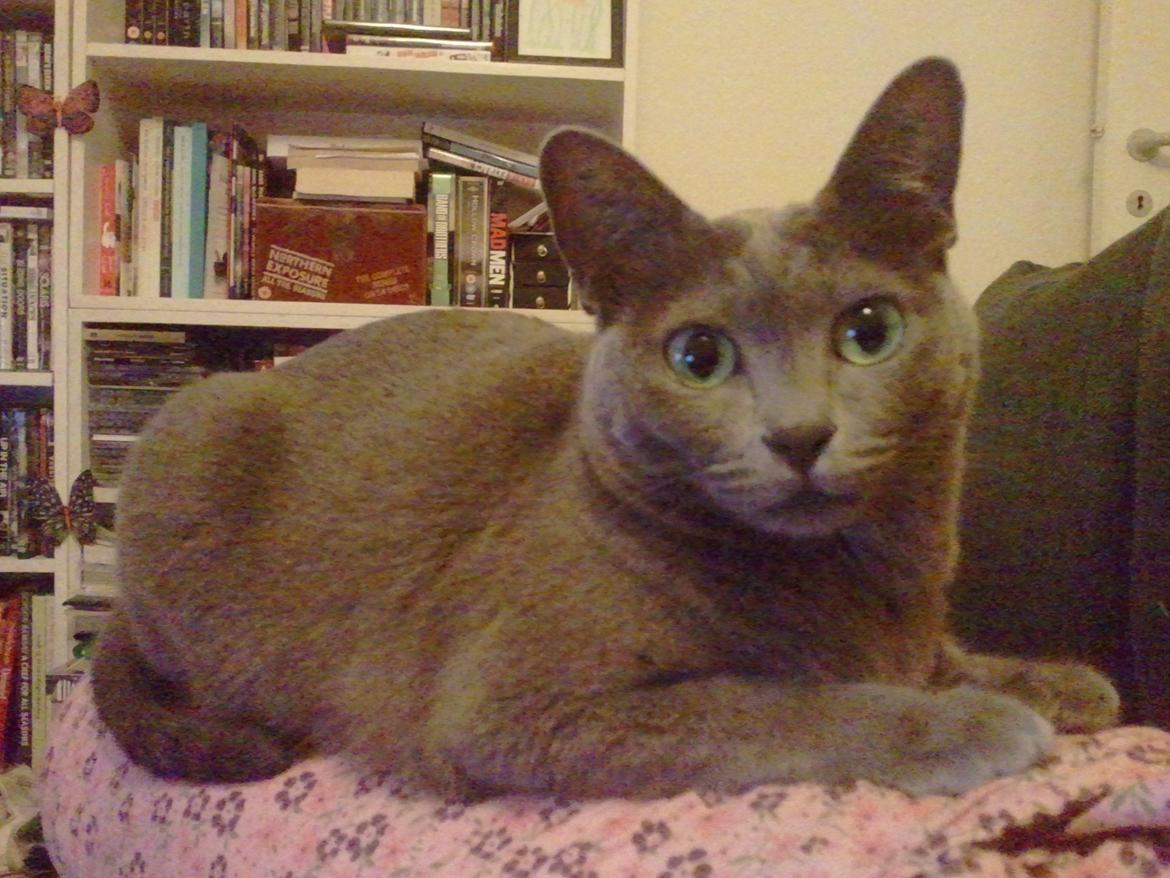 Korat Fanni billede 4