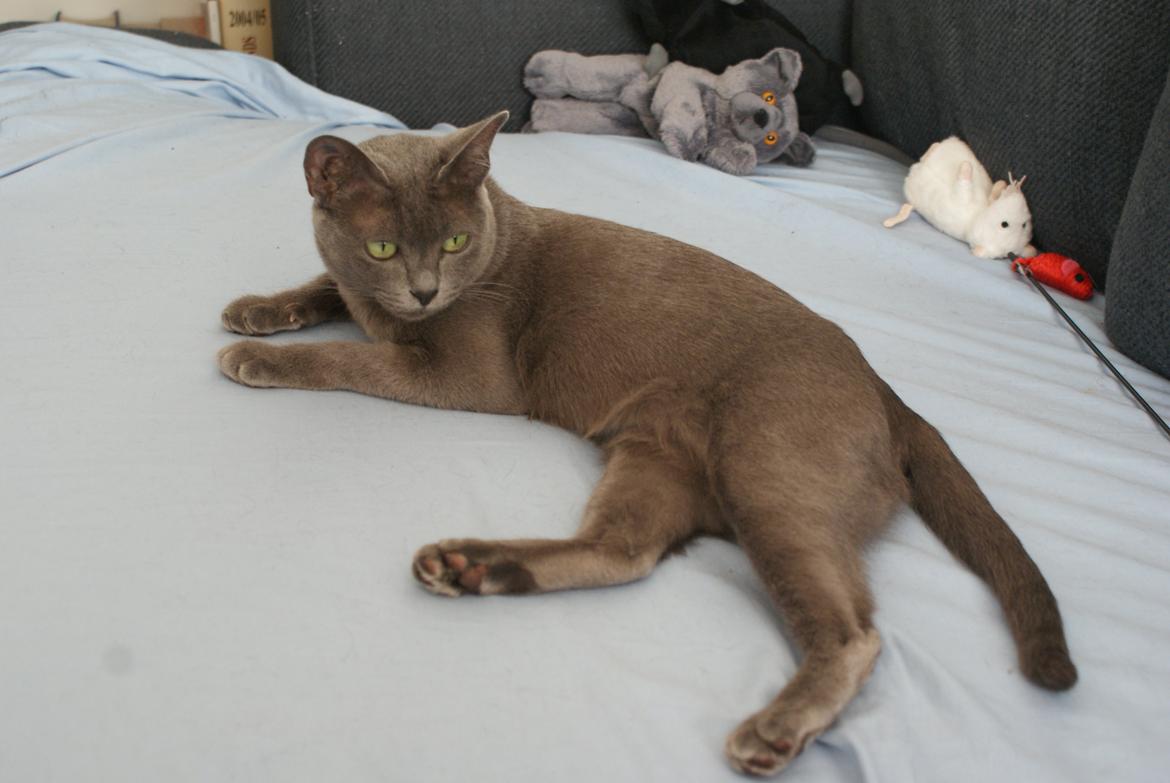 Korat Fanni billede 5