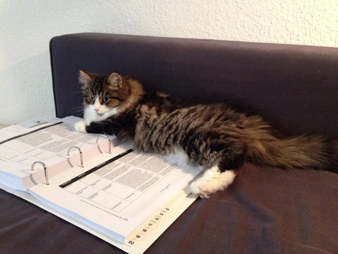 Sibirisk Kat Deirs Hawkeye, Tarzan billede 19