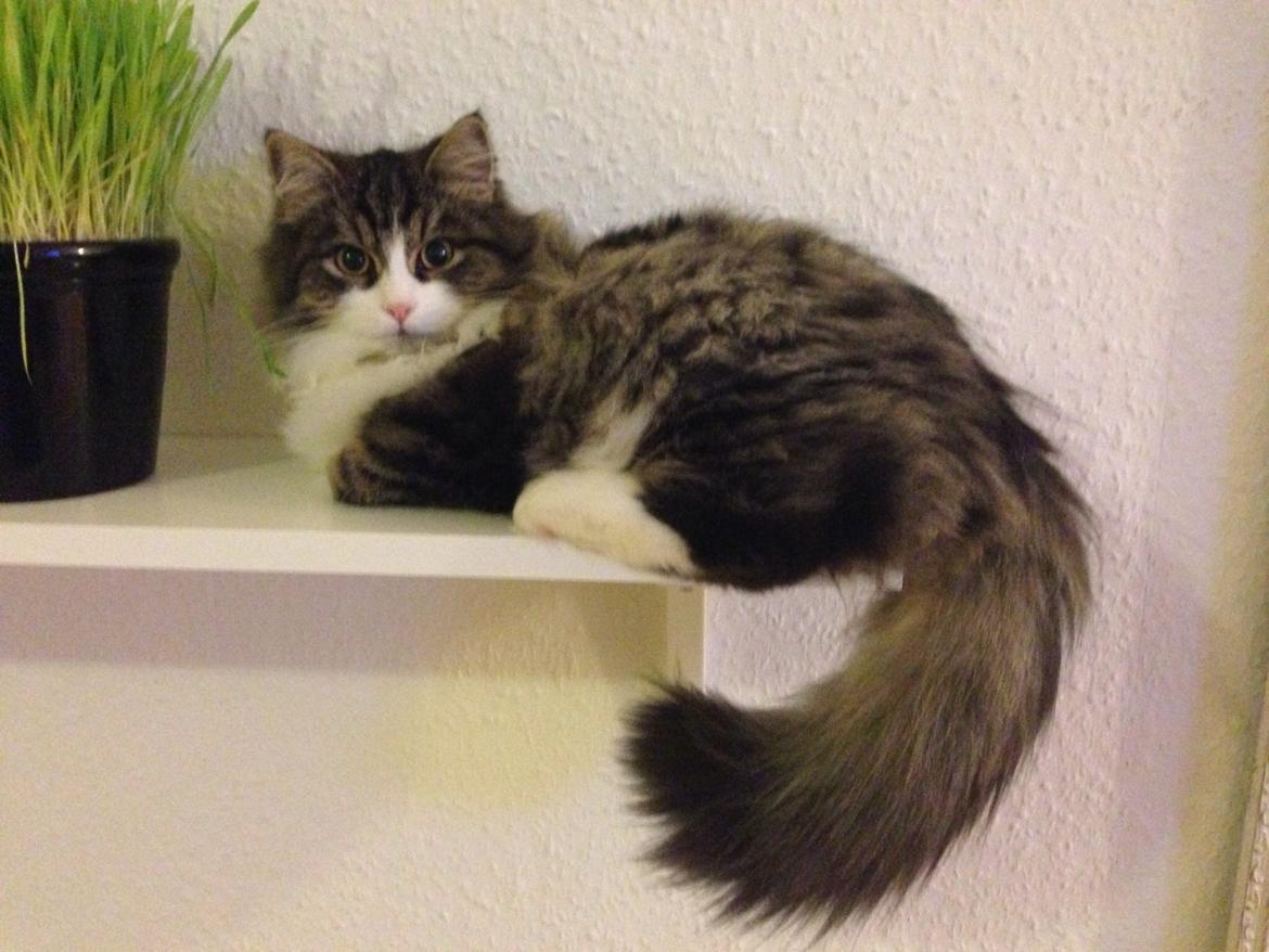 Sibirisk Kat Deirs Hawkeye, Tarzan billede 20