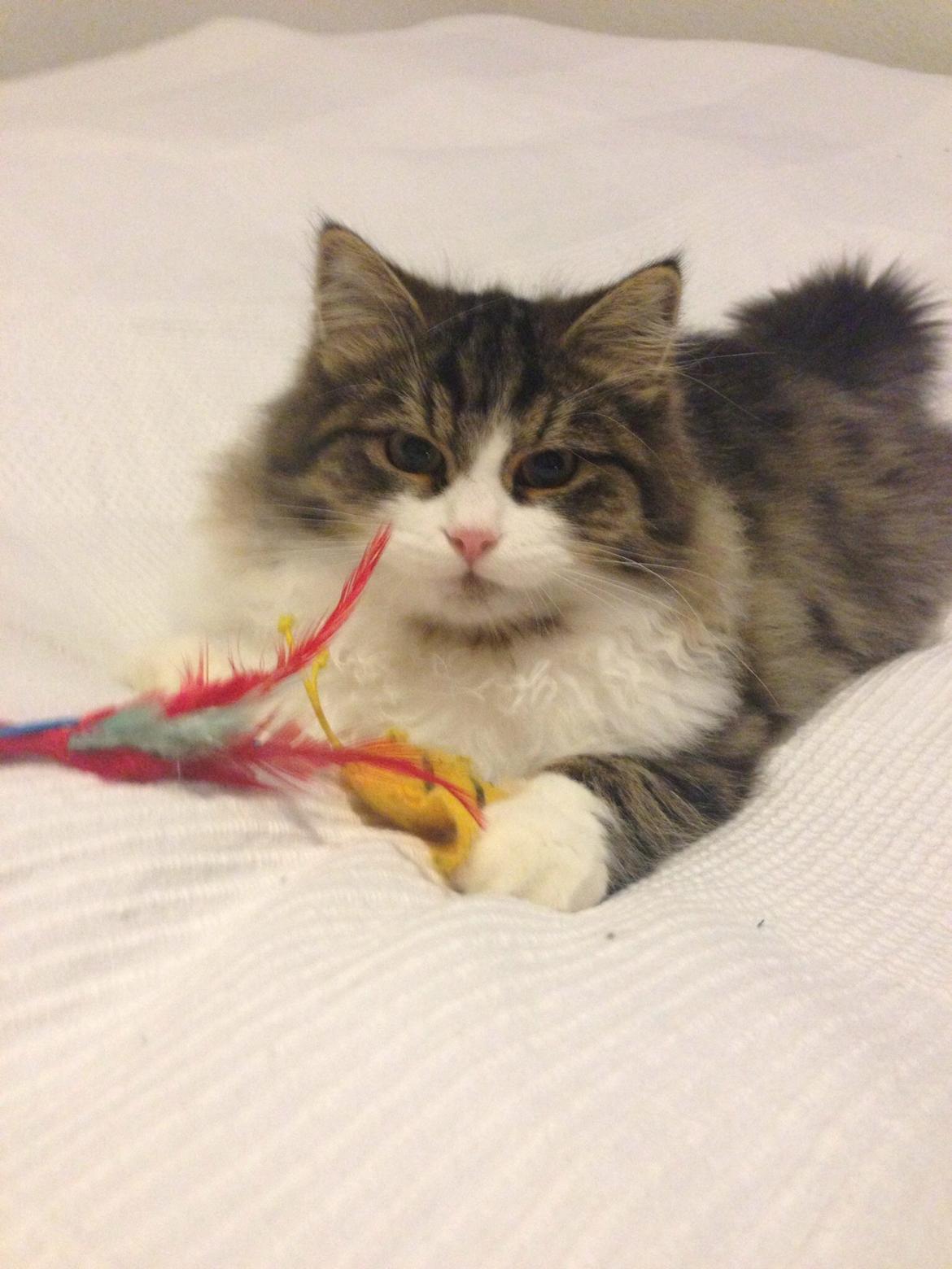 Sibirisk Kat Deirs Hawkeye, Tarzan billede 21