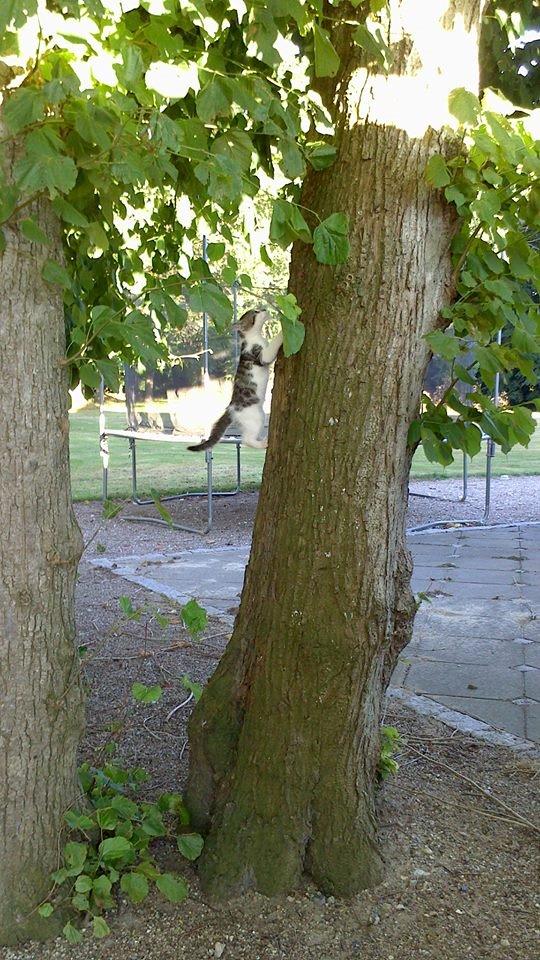 Huskat Anton (mandsen) Den charmerende fyr. - I have a ninja cat <3 billede 17