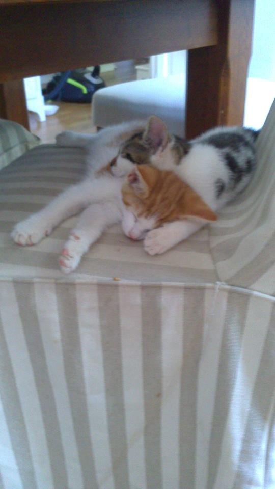 Huskat Anton (mandsen) Den charmerende fyr. - Putte trold :D billede 18