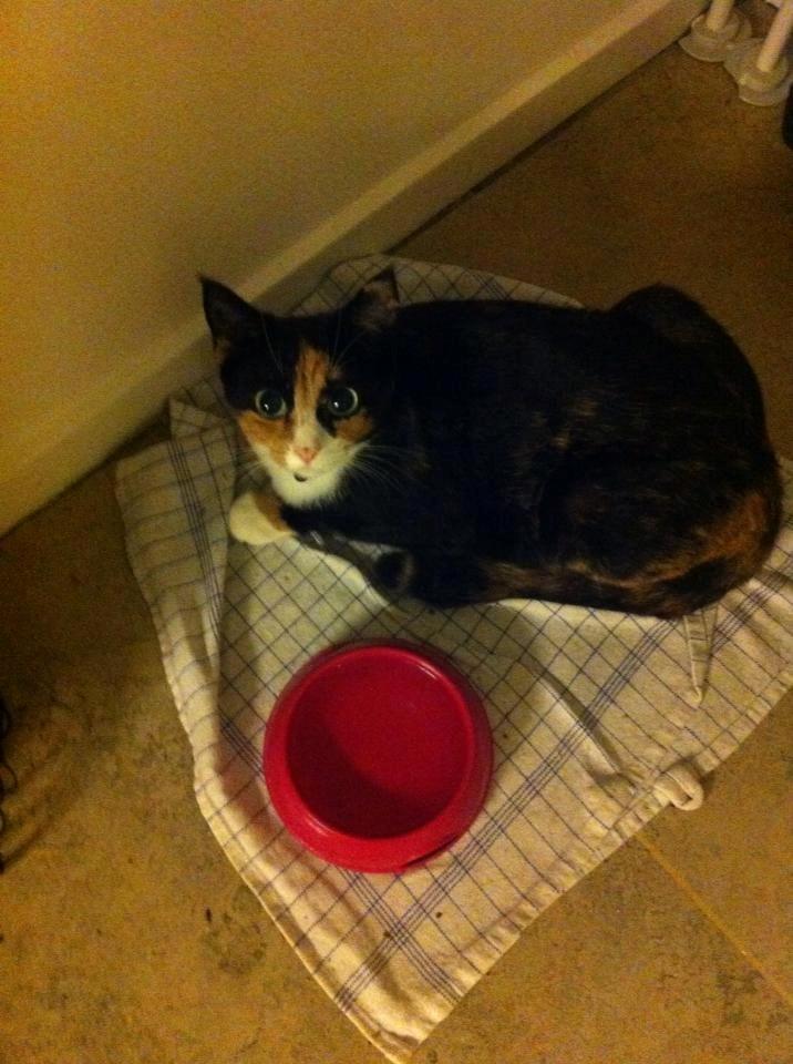 Huskat Mis billede 10