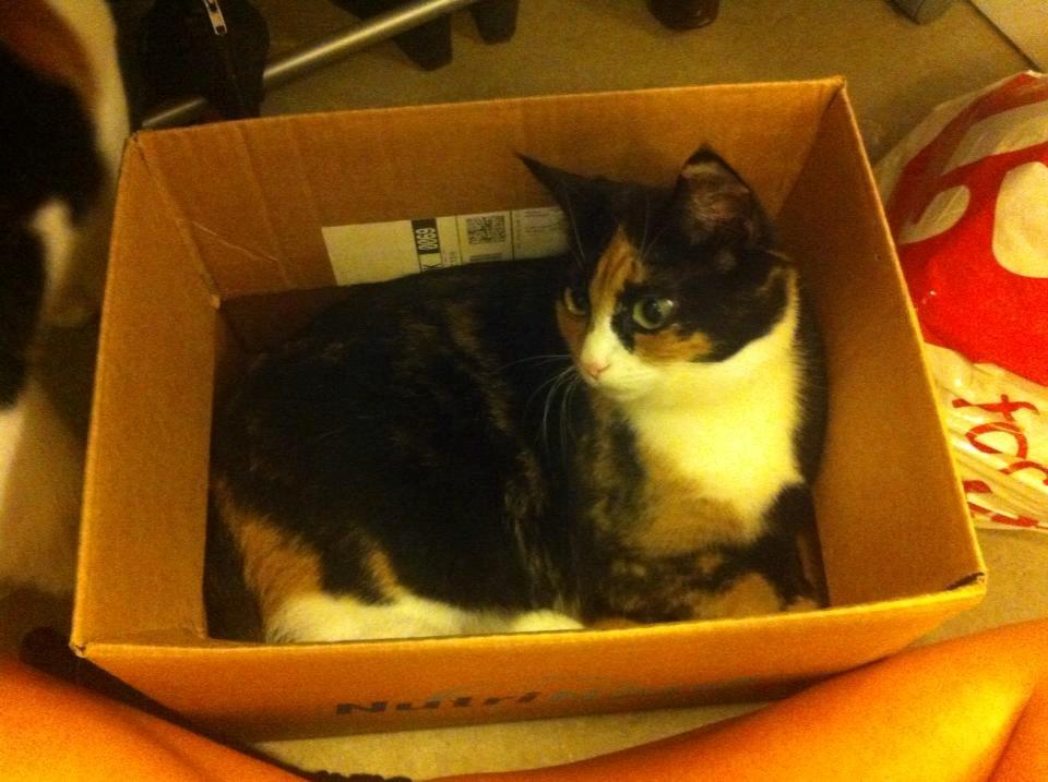 Huskat Mis billede 11