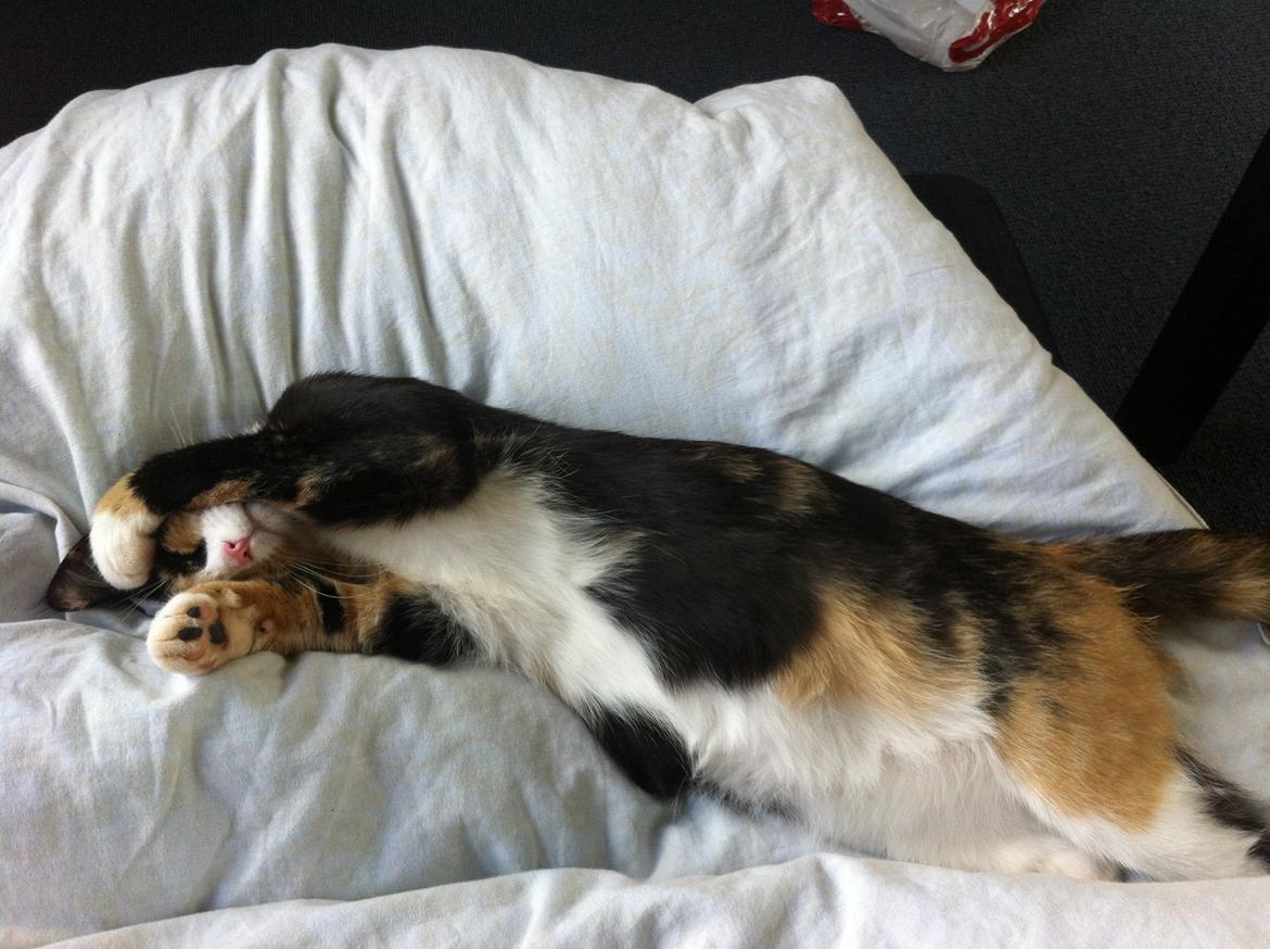 Huskat Mis - Da mis var gravid :o) billede 12