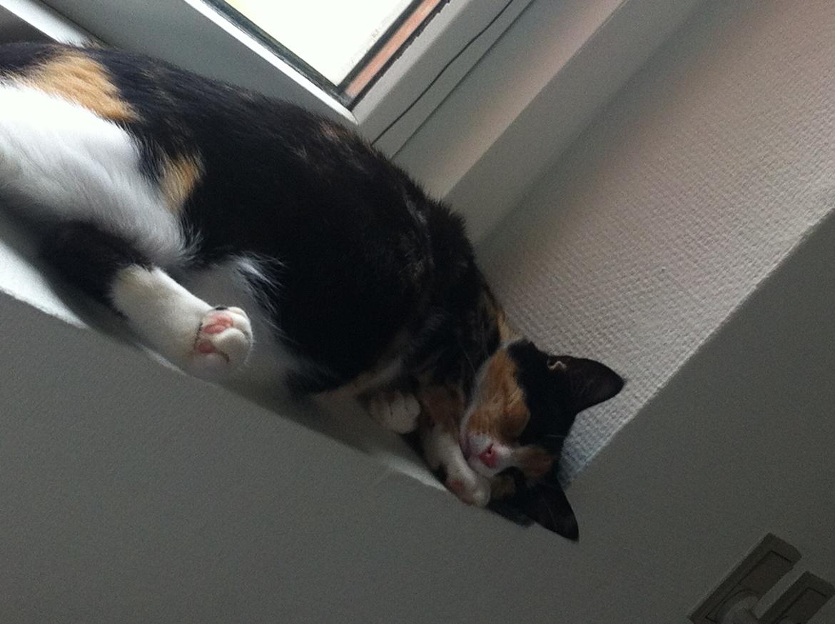 Huskat Mis - Gravide mis billede 13