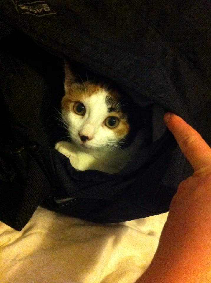 Huskat Nala billede 10