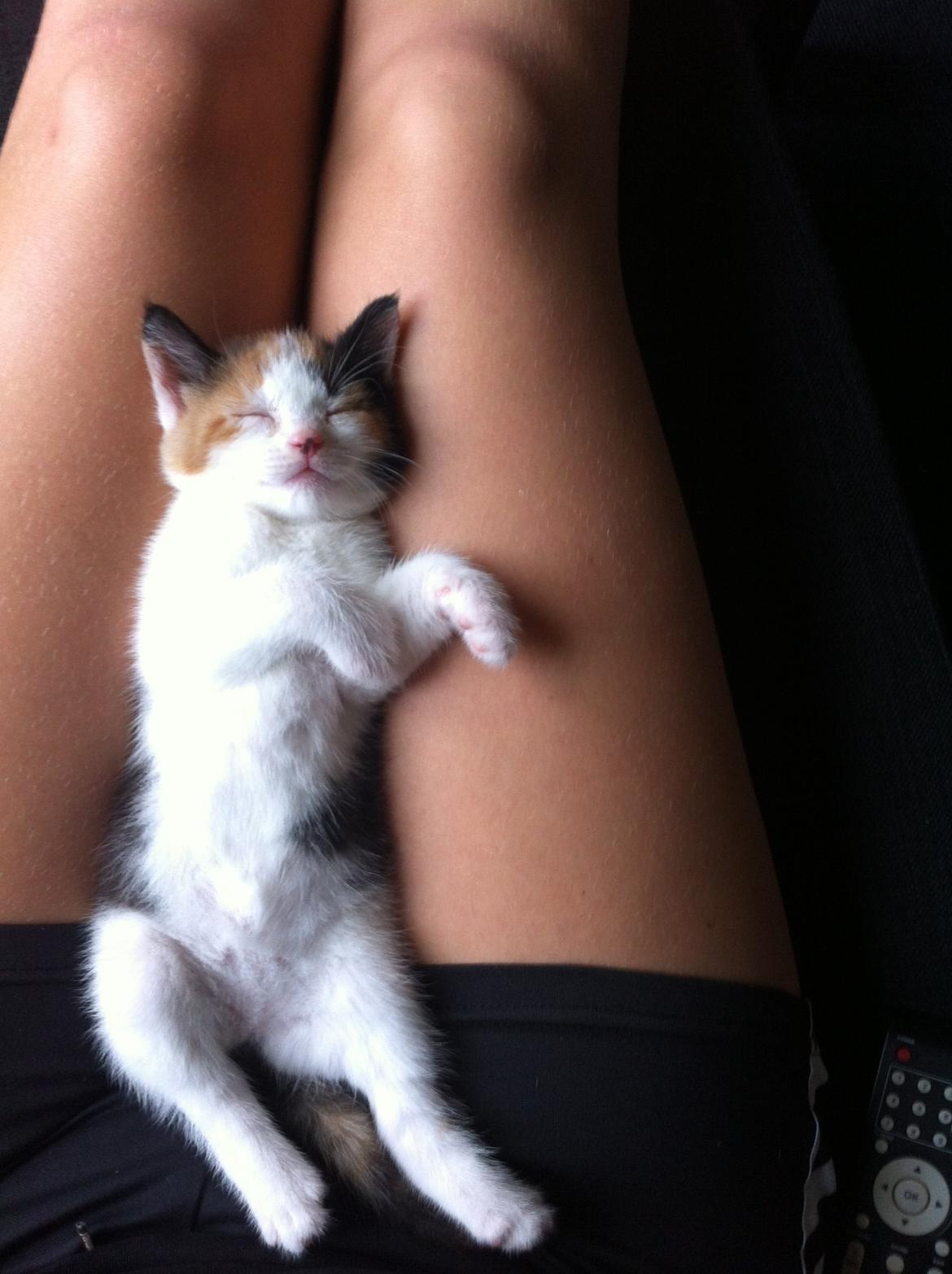 Huskat Nala billede 11