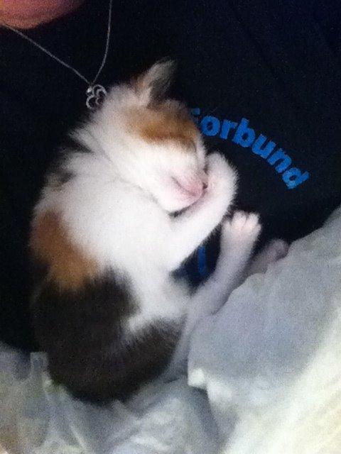 Huskat Nala billede 12