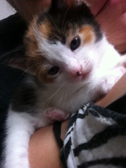 Huskat Nala billede 13