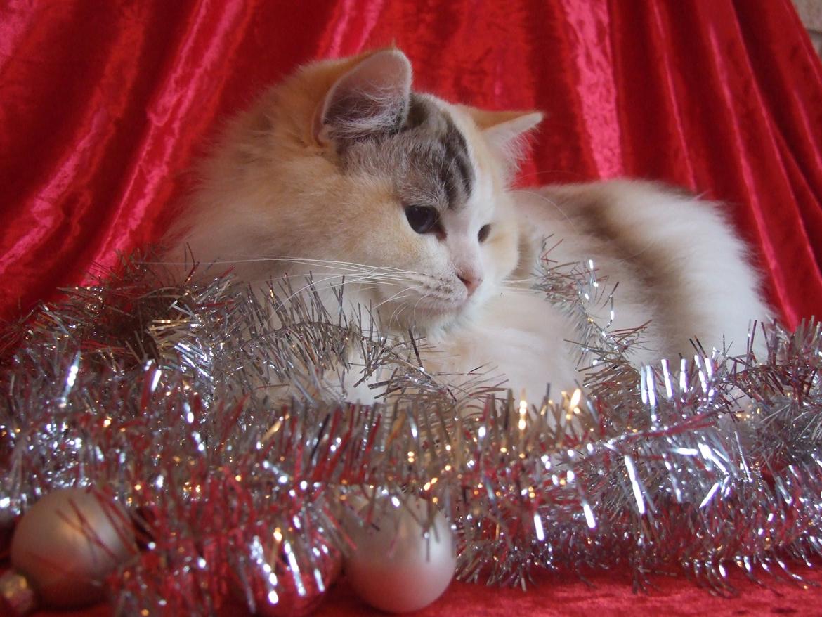 Ragdoll S* Gunbertus Lily billede 13