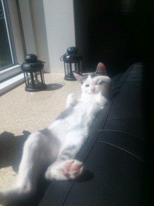 Huskat Niels billede 1