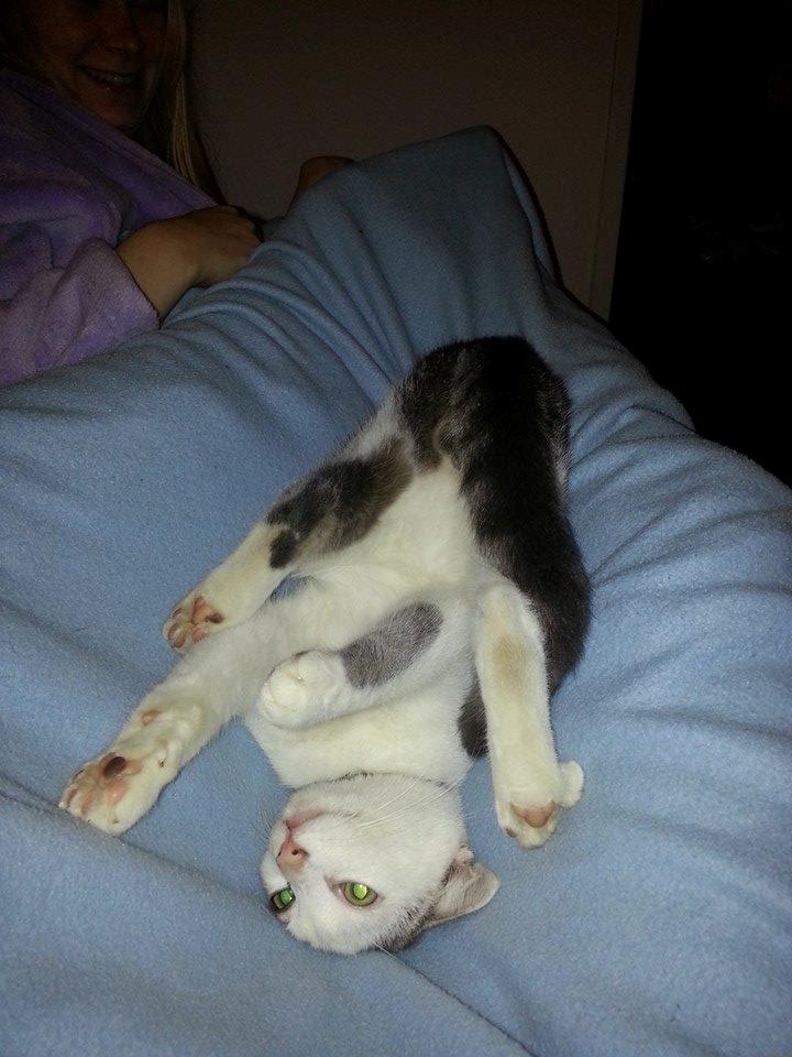 Huskat Niels billede 2