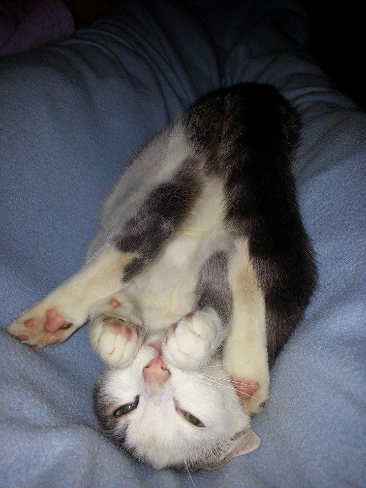 Huskat Niels billede 3