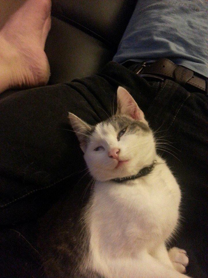 Huskat Niels billede 4