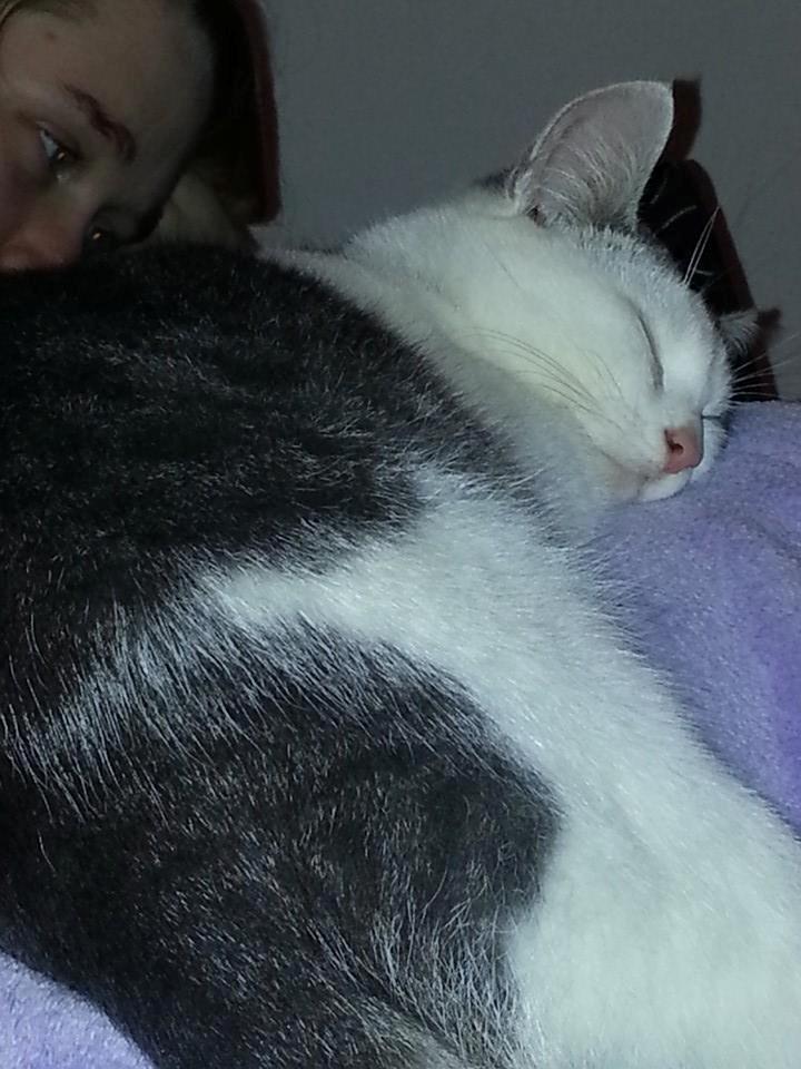 Huskat Niels billede 5