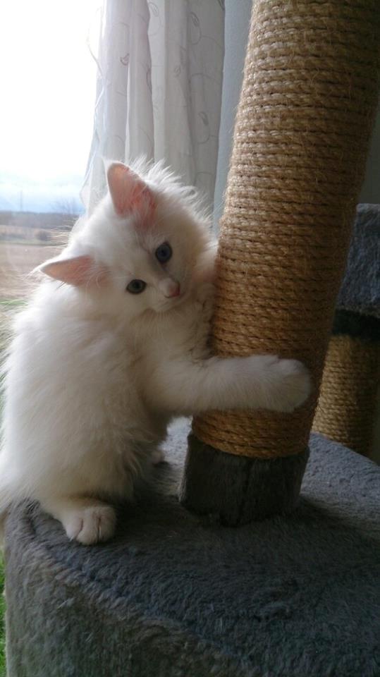 Maine Coon Galadriel - En yngre Galadriel, inden vi fik hende hjem, ved sit kradsebræt. billede 8