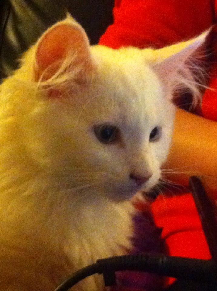 Maine Coon Galadriel - Et up-close billede af Galadriel som kigger på min  computerskærm. billede 12