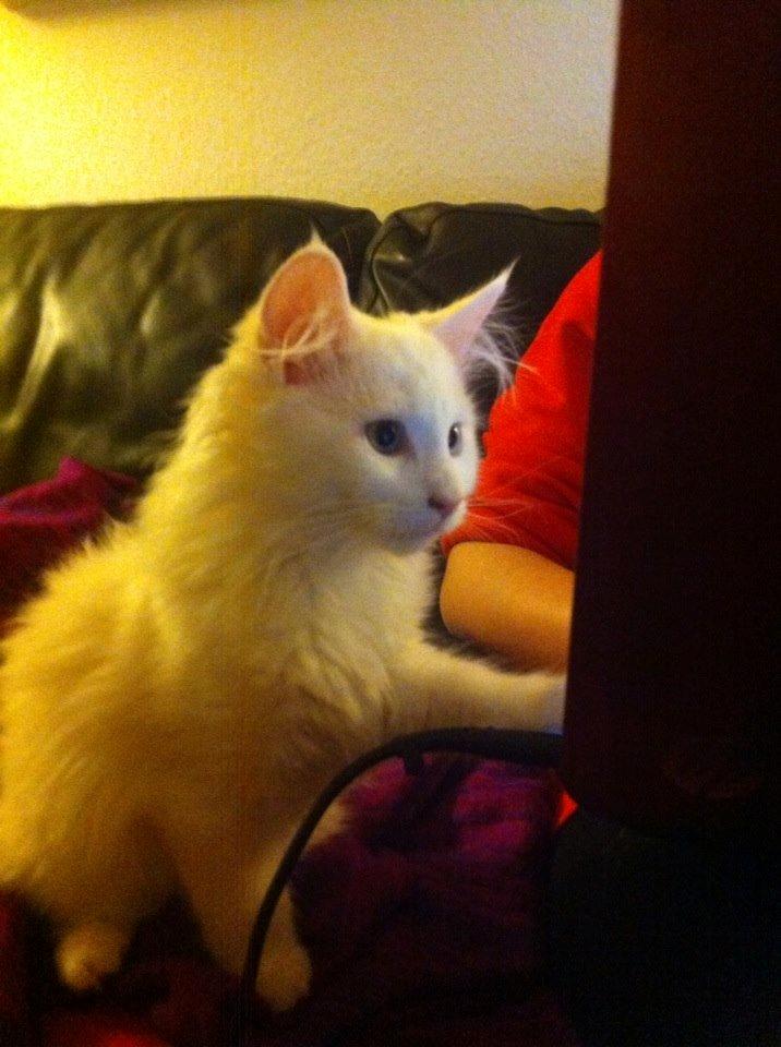 Maine Coon Galadriel - Galdriel er meget fascineret af teknologi, specielt af min bærbar.  billede 11