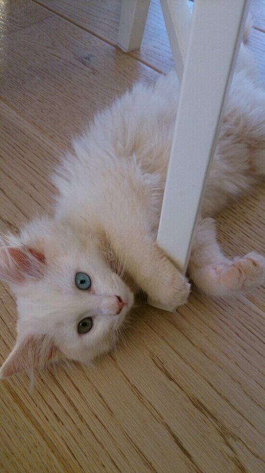 Maine Coon Galadriel - Galadriel inden vi fik hende hjem. billede 6