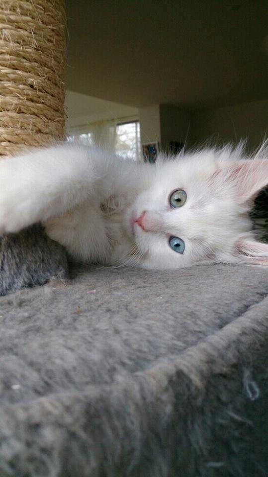 Maine Coon Galadriel - Galadriel ved sit kradsebræt. billede 7