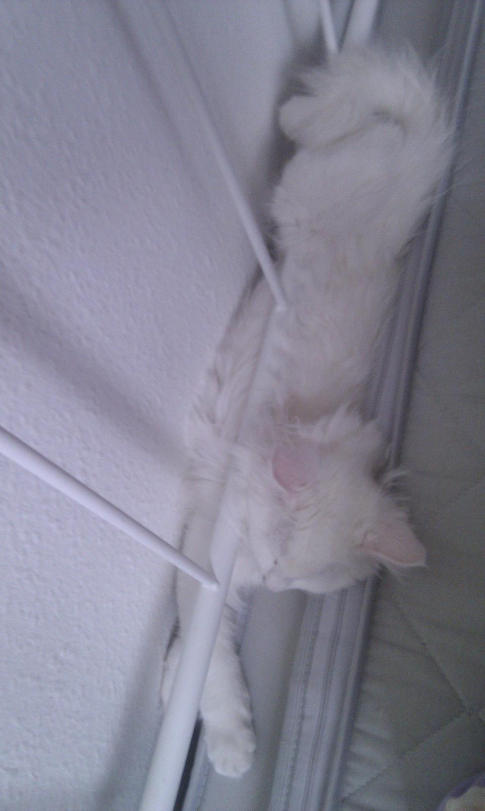 Maine Coon Galadriel - Er meget fascineret af hendes soveplaceringer engang imellem, derfor tog jeg dette billede. billede 22