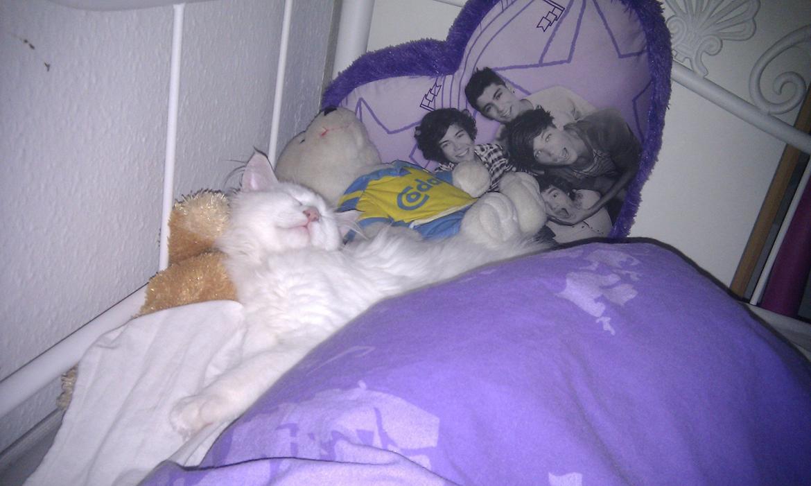 Maine Coon Galadriel - Galadriel der sover med mine bamser og min pude, for endn af min seng. billede 21
