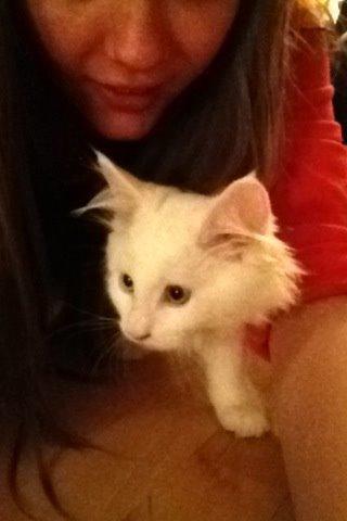 Maine Coon Galadriel - Det første billede jeg tog af hende, den samme dag hun kom hjem til os. billede 14