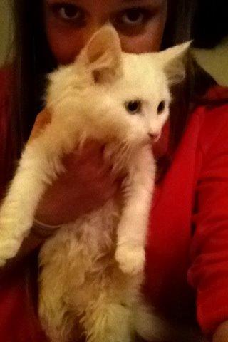 Maine Coon Galadriel - Et af de første billeder jeg tog af Galadriel med min iPad. billede 15