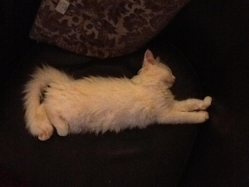 Maine Coon Galadriel - Her sover hun i en af vores stole. billede 17