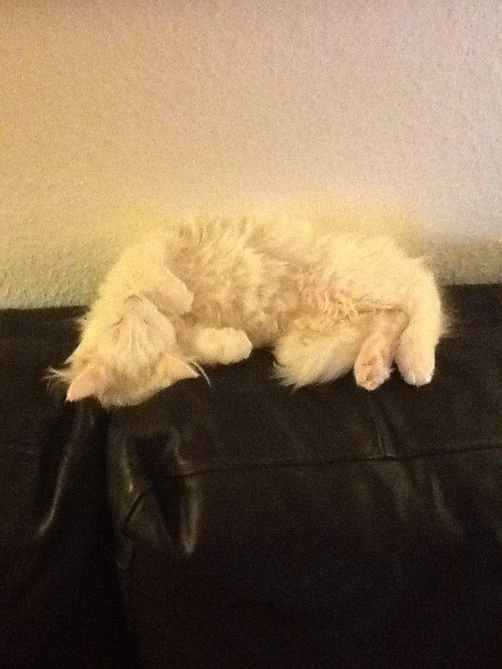 Maine Coon Galadriel - Hun sover på sofaryggen. billede 18