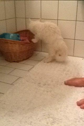 Maine Coon Galadriel - Her kan man se hendes lille krølle på halen mens hun er på vej for at ødelægge toiletpapiret. billede 10