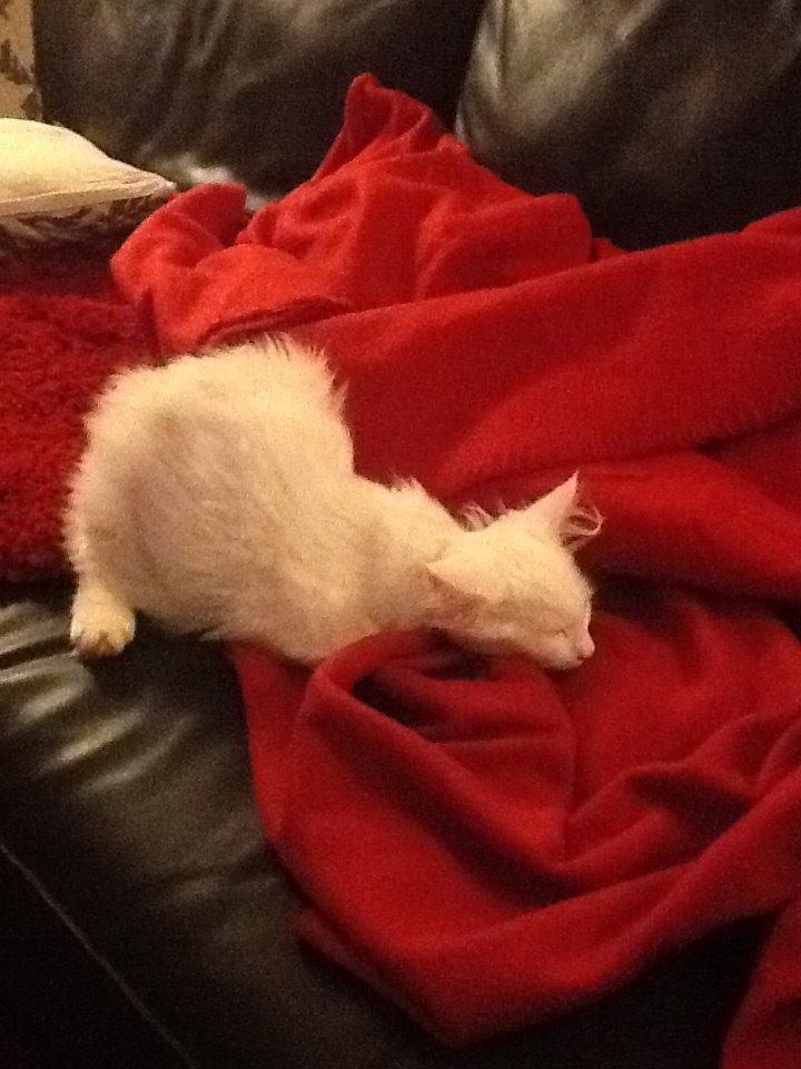 Maine Coon Galadriel - En sovende lille prinsesse. Skøre unge. billede 16