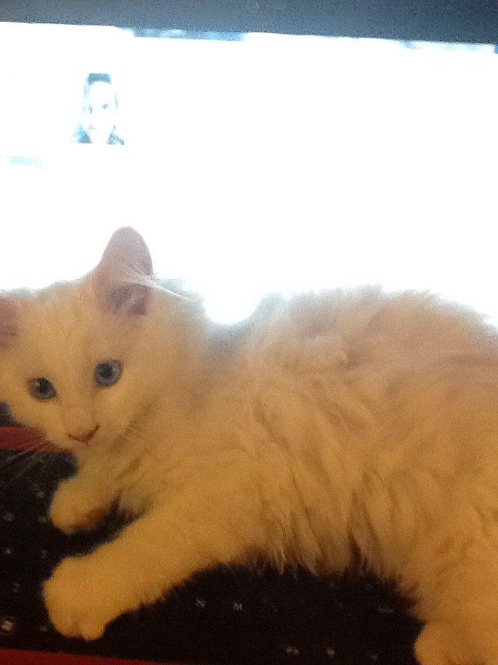 Maine Coon Galadriel - Galadriel der ligger på mit computertastatur. billede 13