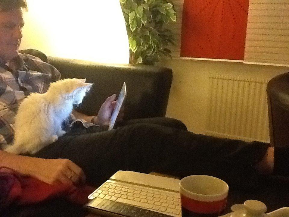 Maine Coon Galadriel - Endnu et billede der viser hendes fascination af elektronik. Her sidder hun på min far og kigger intenst på hans iPad. billede 19