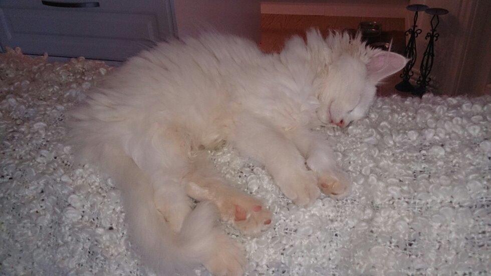 Maine Coon Galadriel - En meget ung og sovende Galadriel. billede 9